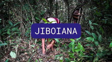 Jiboiana